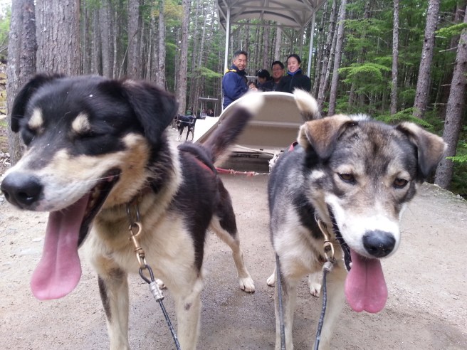 dog mushing