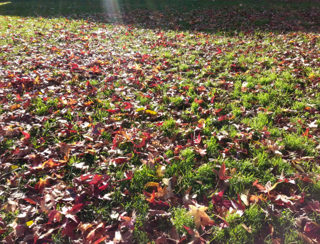 bed of leaves