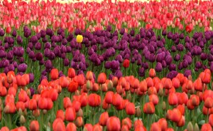 tulips